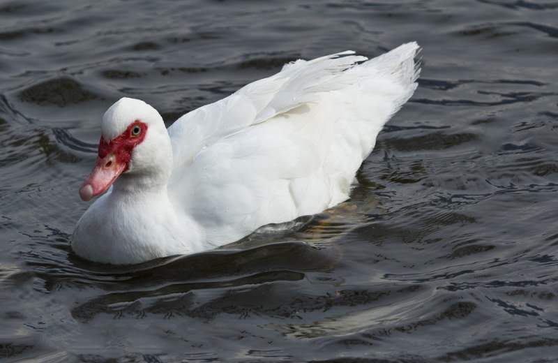 Uova gallina anatra muta