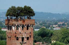 Lucca Cremazione Animali 