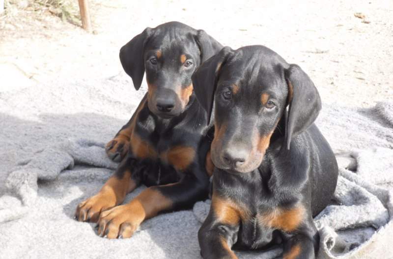 Cuccioli di dobermann con