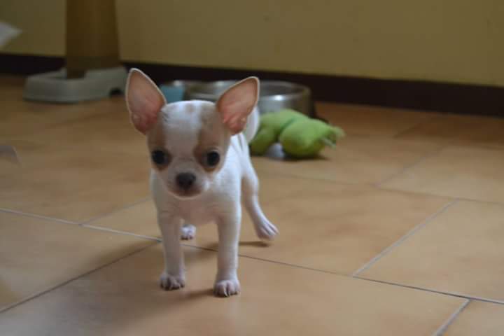 Chihuahua toy