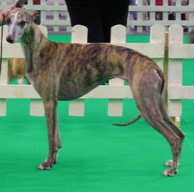 Whippet femmina