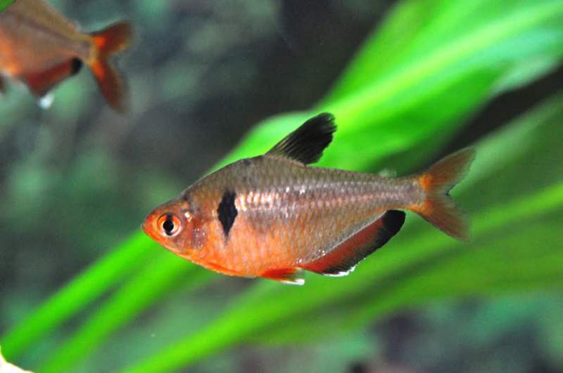 Pesci acquario rasbora ca